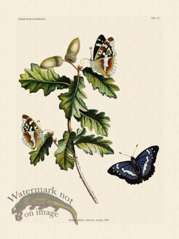 Wilkes Butterflies 033